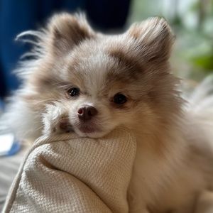 Meet your Posher, Ingrid